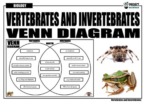 Vertebrates And Invertebrates Venn Diagram Teaching Resources Compare And Contrast Vertebrates And Invertebrates - Compare And Contrast Vertebrates And Invertebrates
