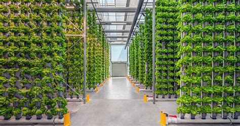 Vertical Farming In India