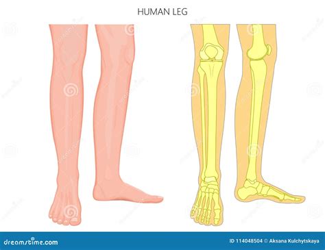 vervolg van het been