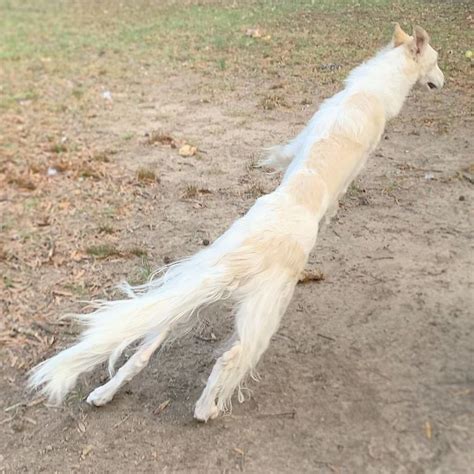 Very Very Very Long Dog, The
