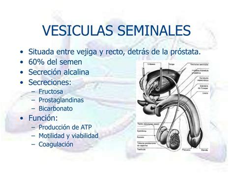 Vesicula Seminal Funcion