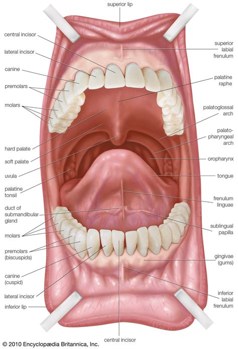 vestibule de la bouche translation in English - Reverso