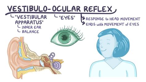 vestibulo ocular reflex