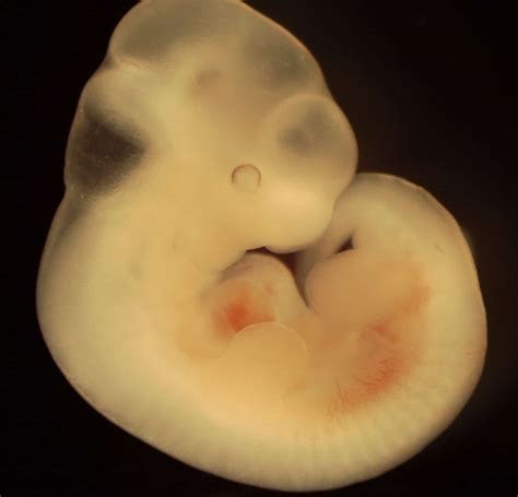 Veterinary Embryology