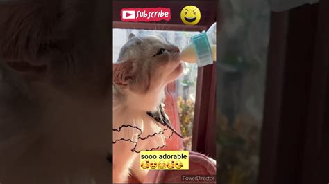 vicces videók 2022