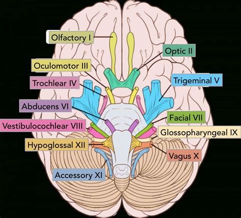 Video Cranial Nerves Quizzes And Labeling Exercises Kenhub Nervous System Labeling Worksheet - Nervous System Labeling Worksheet