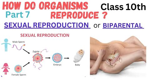 Video Of Human Reproduction