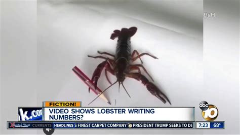 Video Shows Lobster Writing Numbers Youtube Crab Math - Crab Math