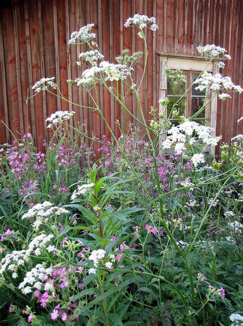 vilda blommor i juni