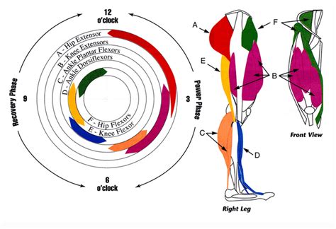 vilka muskler tränar spinning