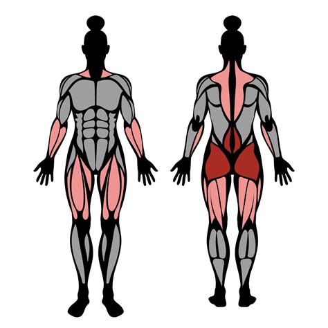 vilka muskler tränas vid marklyft