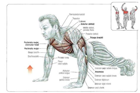 vilka muskler tranas vi benboj