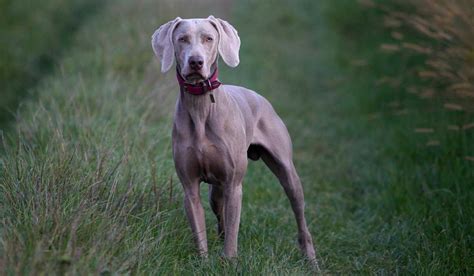 vilken  tamhund  existerar scooby doo