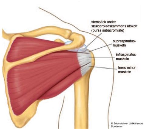 vilken led finns i axeln