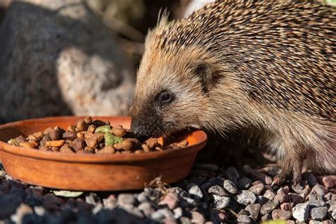 vilken mat dödar igelkottar