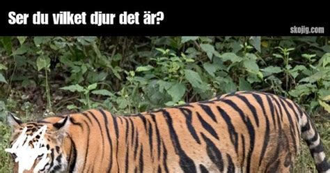 vilket djur är gravid längst