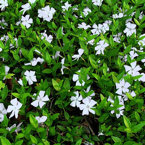 vinca minor alba