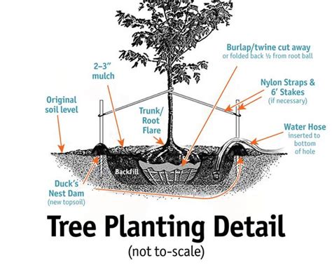 vine maple tree root system