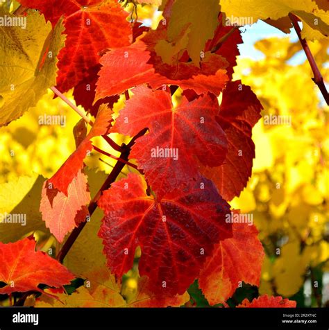 Vine Vine Vine
