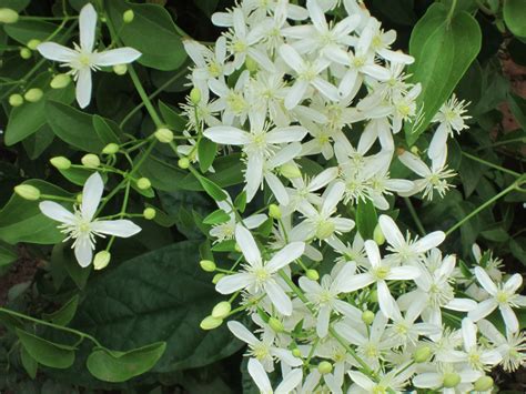 Vines With White Flowers With Pictures And Names Vine Plant With White Flowers - Vine Plant With White Flowers