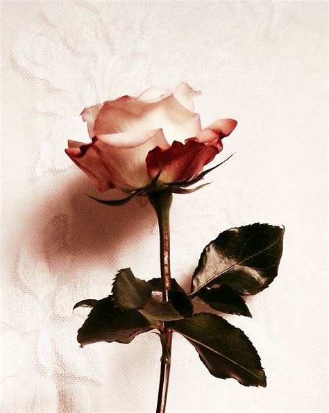 vintage rose photography