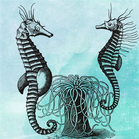 Vintage Seahorse Illustration