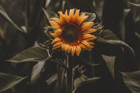 Vintage Sunflowers Background