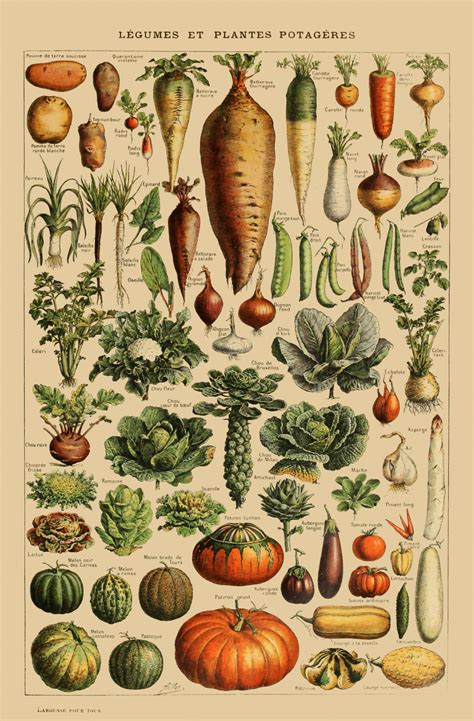 Vintage Vegetable Drawing