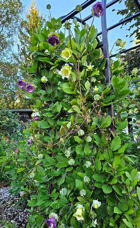 vinterförvaring klockranka