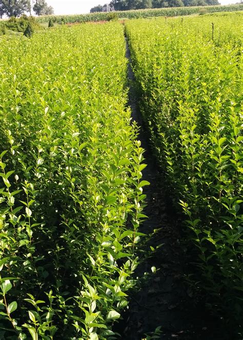 vintergröna liguster