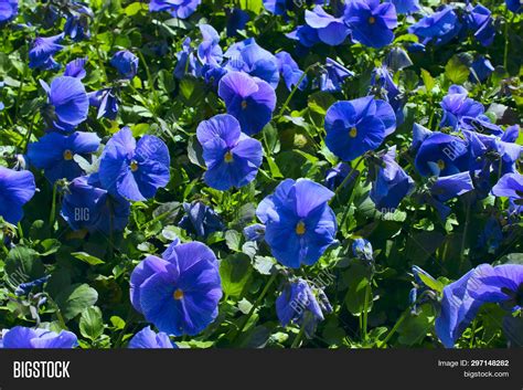 Violets Are Blue