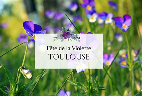 violette la discra te
