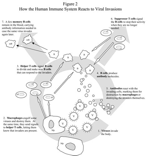 Viral Hijackers Lesson Teachengineering Immune System Worksheet Middle School - Immune System Worksheet Middle School