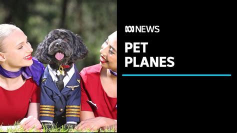Virgin Australia Set To Allow Pets To Fly Pets Kindergarten - Pets Kindergarten