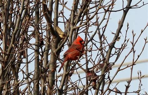 virginia bird