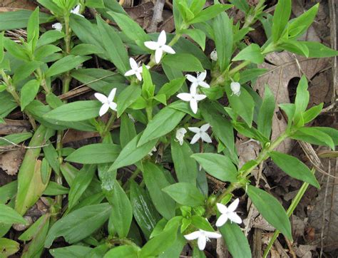 virginia buttonweed