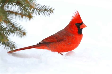 virginia cardinal