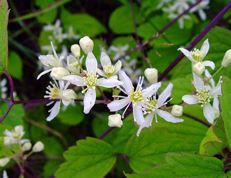 virginia clematis