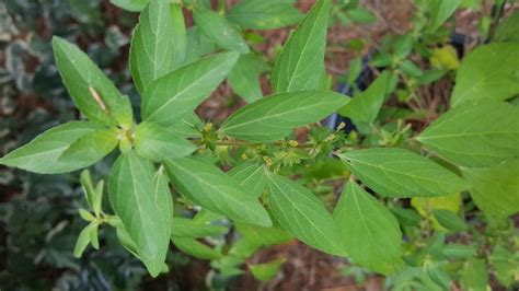virginia copperleaf