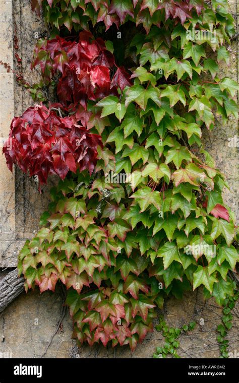 virginia creeper