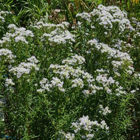 virginia mountain mint