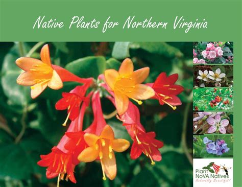 virginia native plants