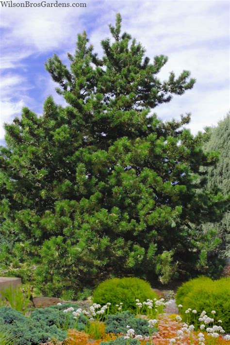 virginia pine
