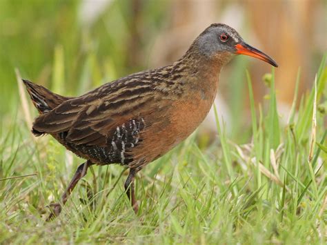 virginia rail