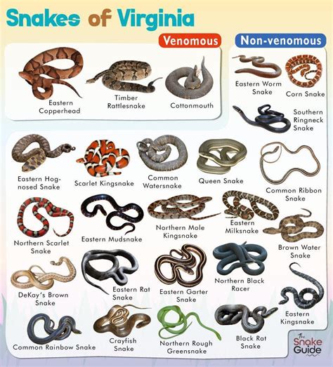 virginia snakes