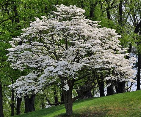 virginia state tree