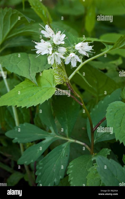 virginia waterleaf