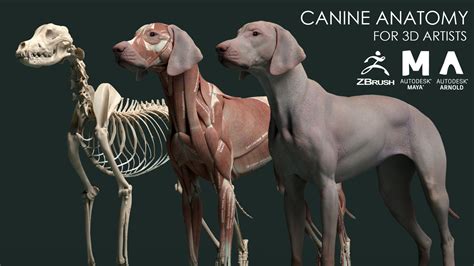 Virtual Canine Anatomy