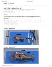 Virtual Crayfish Dissection Worksheet Course Hero Crayfish Worksheet Answers - Crayfish Worksheet Answers