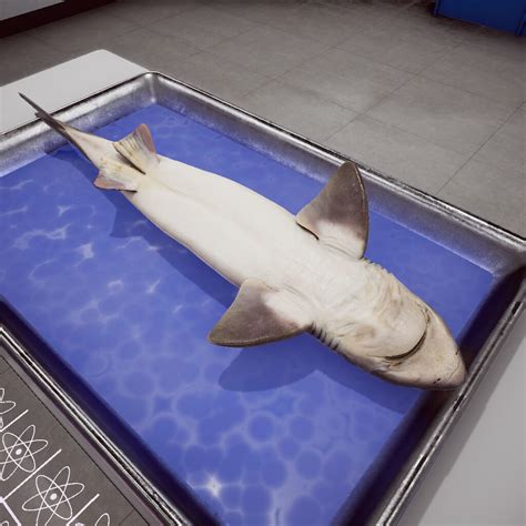 Virtual Dogfish Shark Dissection Lab Manual